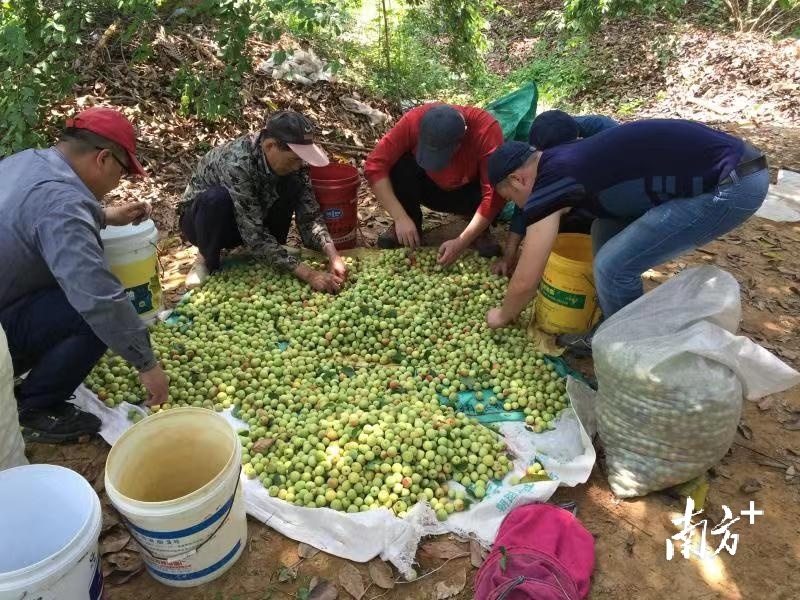 广东青梅收购市场繁荣与产业升级同步推进