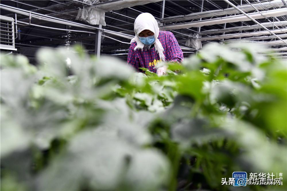 寒亭女工最新招聘信息全解析