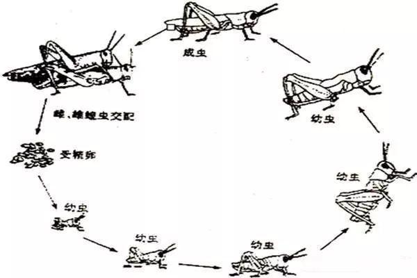 追踪沙漠蝗最新迁徙路径及其影响