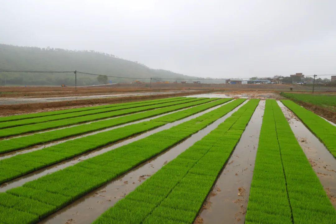 最新罗定交通事故深度分析及安全驾驶重要警示